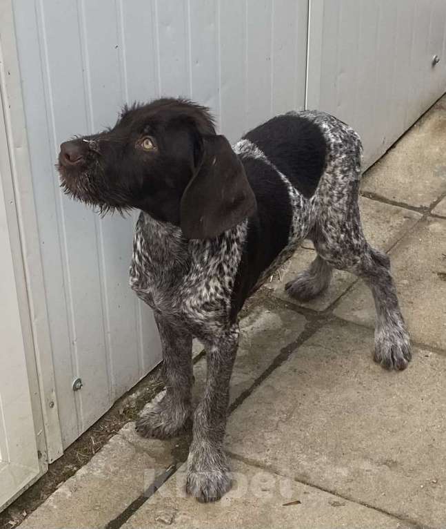 Собаки в Соли-Илецке: Продаётся последний щенок. Мальчик, 45 000 руб. - фото 4