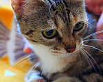 Кошки в Москве: Мраморный котенок Малена в добрые руки Девочка, Бесплатно - фото 3