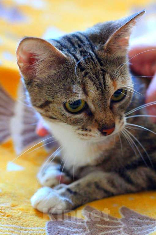 Кошки в Москве: Мраморный котенок Малена в добрые руки Девочка, Бесплатно - фото 3