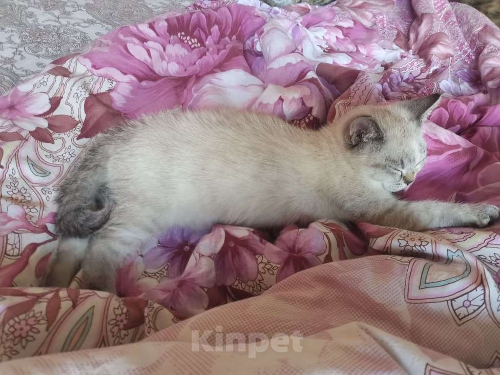 Кошки в Москве: Британские котята  Девочка, 10 000 руб. - фото 2