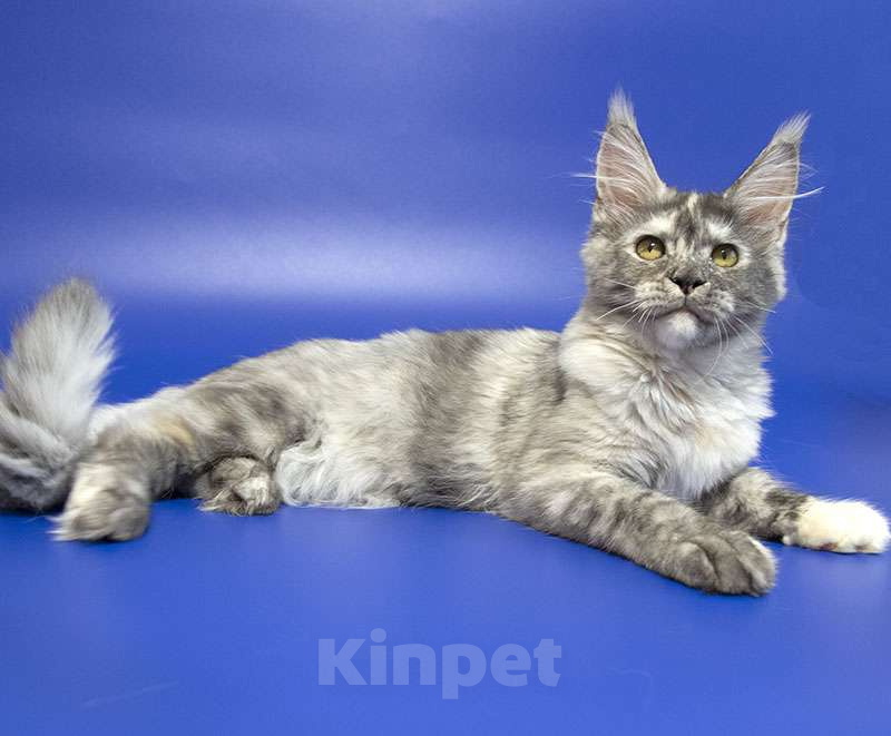 Кошки в Москве: Котенок мейн кун Девочка, Бесплатно - фото 3