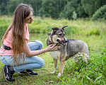 Собаки в Солнечногорске: Фея в добрые руки Девочка, Бесплатно - фото 4