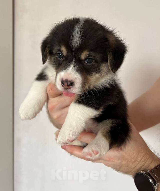 Собаки в Челябинске: Щенок Вельш корги пемброк Мальчик, 60 000 руб. - фото 2