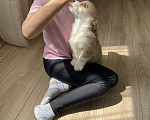 Собаки в Смоленске: Девочка вельш корги пемброк Девочка, 75 000 руб. - фото 3