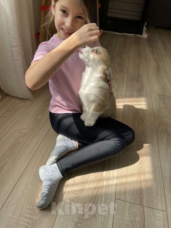 Собаки в Смоленске: Девочка вельш корги пемброк Девочка, 75 000 руб. - фото 3