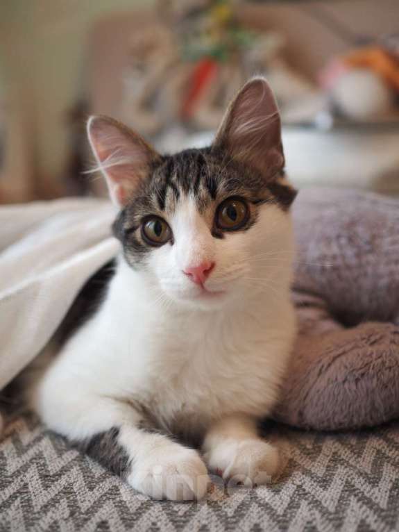 Кошки в Москве: Луис — котёнок-компаньон ищет дом Мальчик, 1 руб. - фото 5