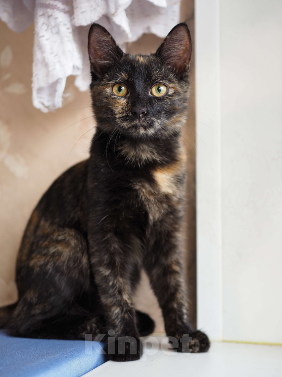 Кошки в Москве: Ласковая и веселая малышка в добрые руки  Девочка, Бесплатно - фото 4