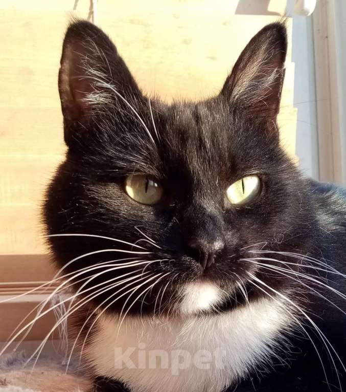 Кошки в Москве: Толстячок Тёма - котик для сибаритов Мальчик, 1 руб. - фото 5