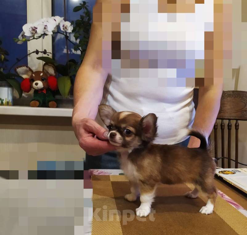 Собаки в Москве: Кукольная дш красавица чихуахуа  Девочка, 60 000 руб. - фото 3