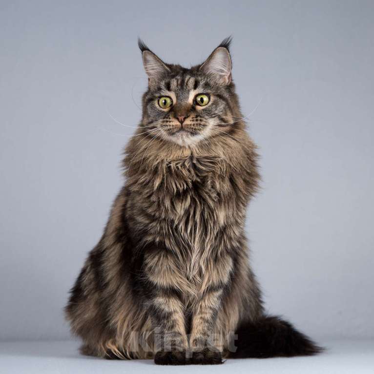 Кошки в Москве: Роскошная кошка мейнкун Мурлыка в добрые руки Девочка, Бесплатно - фото 7