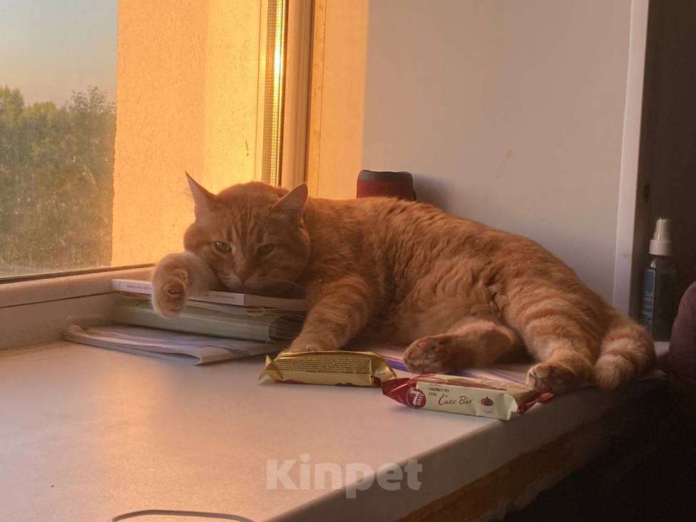 Кошки в Казани: Рыжий толстячок Мальчик, 100 руб. - фото 4