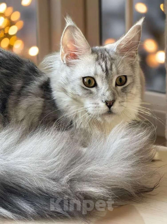 Кошки в Москве: КОТЯТА-МЕЙНКУНЯТА Девочка, 60 000 руб. - фото 2