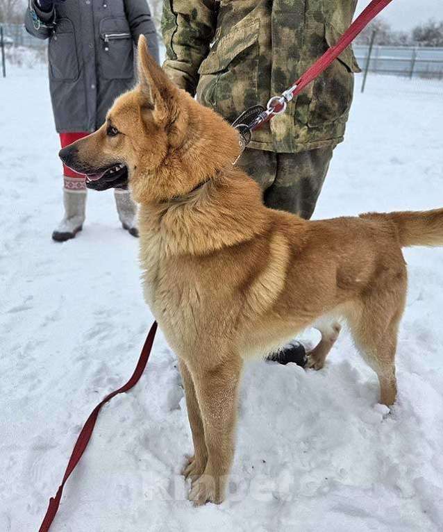 Собаки в Москве: Красивый, умный молодой домашний пес Майор ищет дом Мальчик, 10 руб. - фото 3