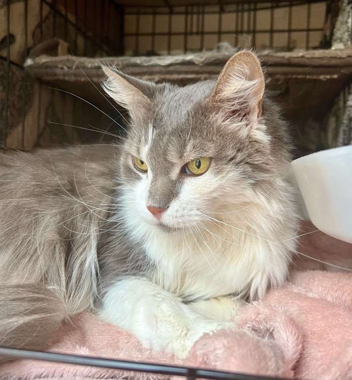 Кошки в Москве: Графиня - пушистая кошечка в добрые руки Девочка, Бесплатно - фото 2