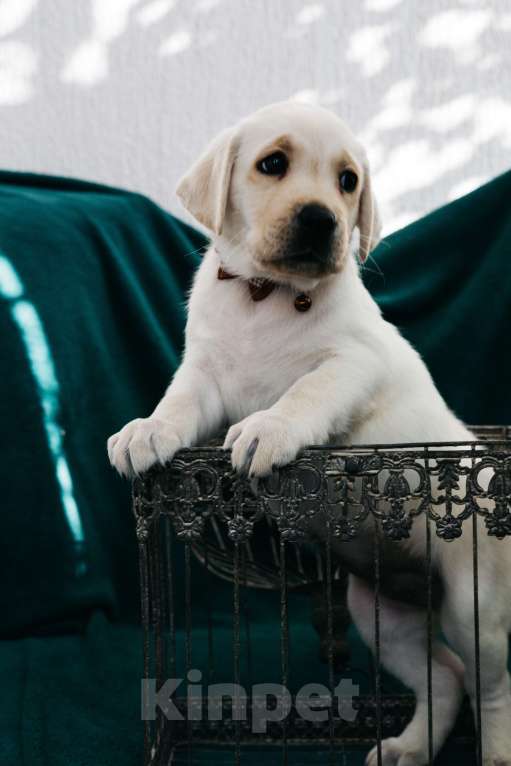 Собаки в Москве: Лабрадор-ретривер, щенок Девочка, Бесплатно - фото 2