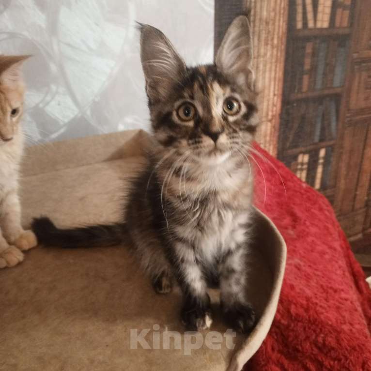 Кошки в Москве: ПОЛНЫЙ РЕЛАКС Девочка, 20 000 руб. - фото 3