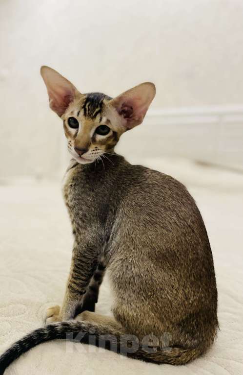 Кошки в Москве: Амур Мальчик, 50 000 руб. - фото 5