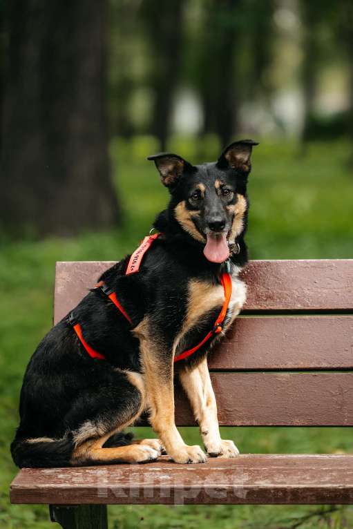 Собаки в Москве: Робкая Киви ищет дом Девочка, Бесплатно - фото 2