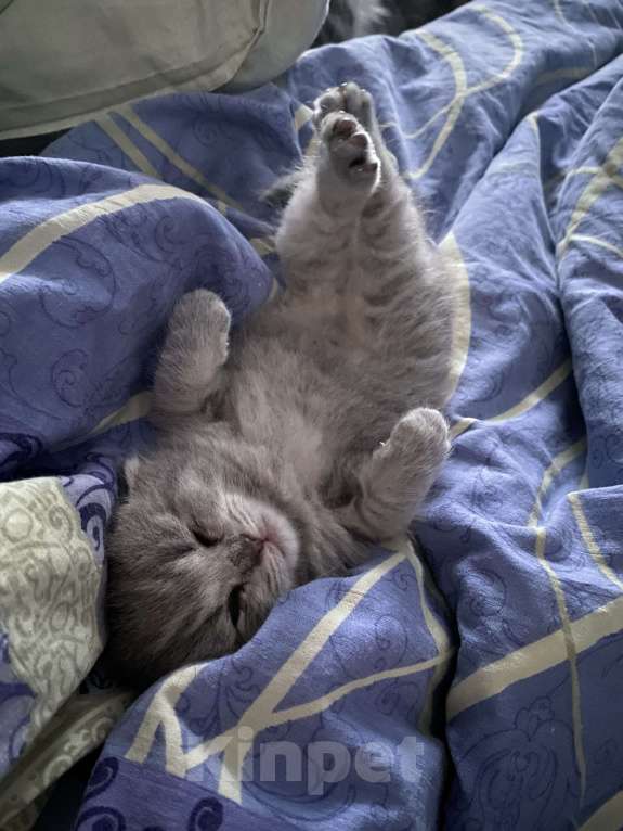 Кошки в Москве: Шотландский голубоглазый мальчик Мальчик, 15 000 руб. - фото 6