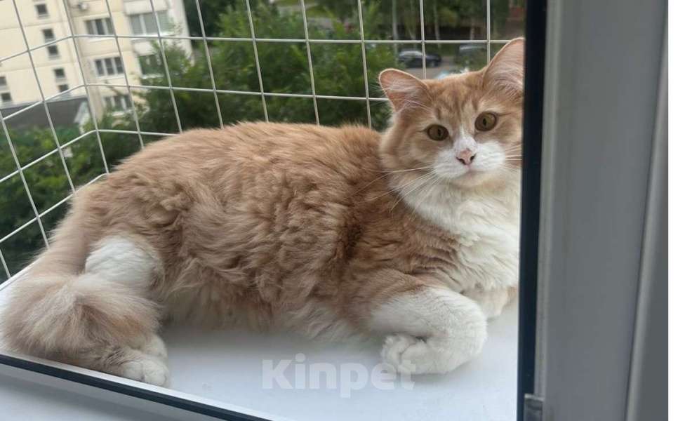 Кошки в Москве: Пропал кот Стёпа Мальчик, 5 000 руб. - фото 2