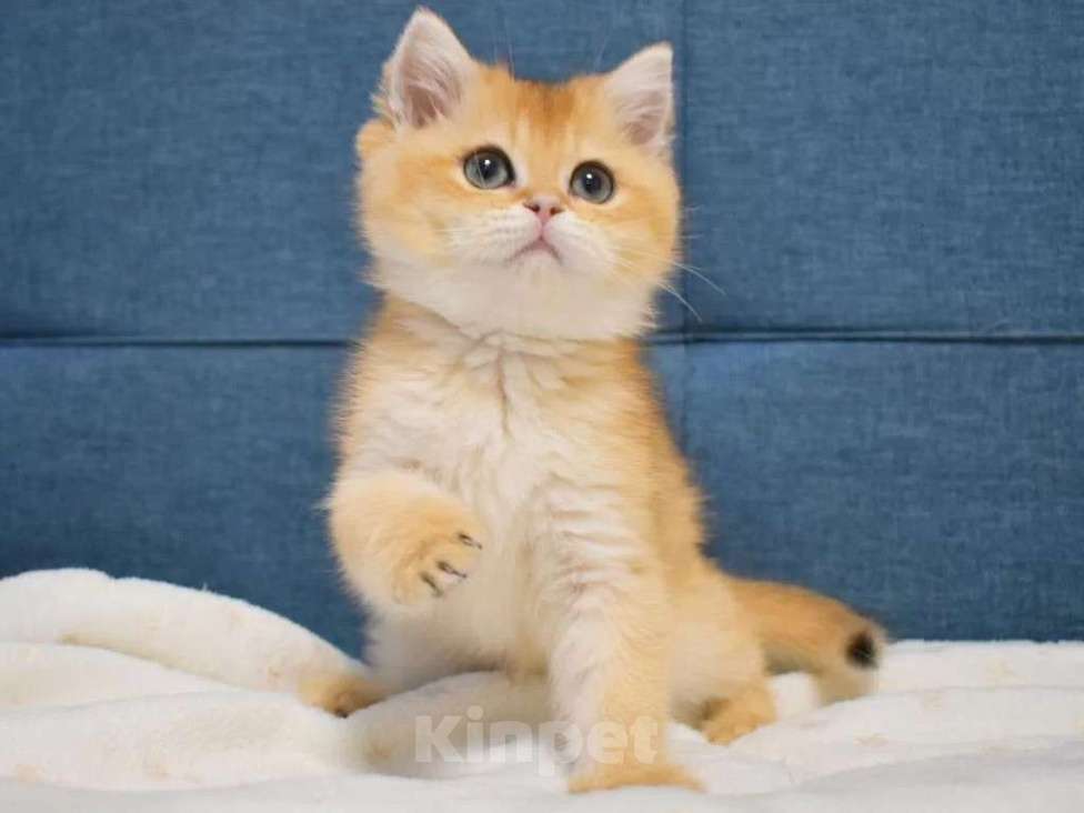 Кошки в Москве: Британская золотая шиншилла  Девочка, 90 000 руб. - фото 3