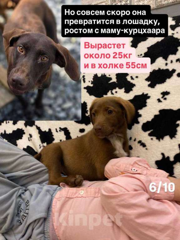 Собаки в Сочи: Карамелька ищет дом Девочка, Бесплатно - фото 6