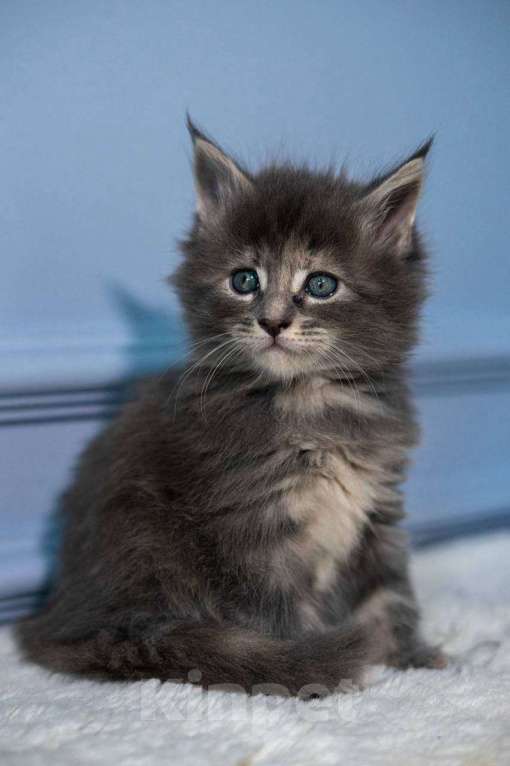 Кошки в Санкт-Петербурге: Продаем Котят породы Мейн-Кун Девочка, 30 000 руб. - фото 8