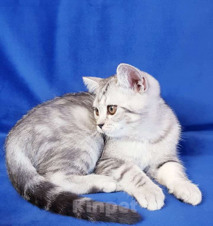 Кошки в Санкт-Петербурге: Котята Шотландской кошки Мальчик, Бесплатно - фото 5