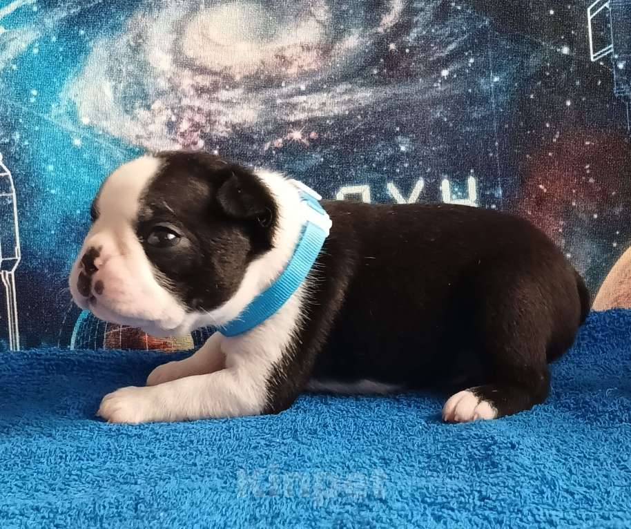 Собаки в Санкт-Петербурге: Эскудо Де Оро Дионис Мальчик, 80 000 руб. - фото 2