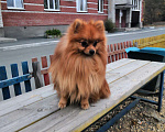 Собаки в Орске: Вязка, 1 руб. - фото 3