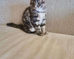 Кошки в Ливны: Нежный подарок, 25 000 руб. - фото 3