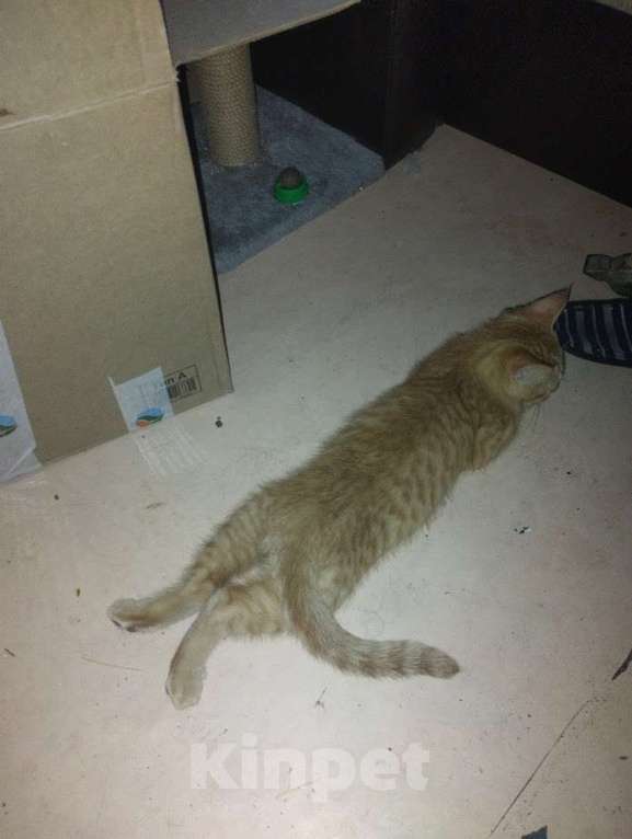 Кошки в Казани: Рыжик Мальчик, Бесплатно - фото 1