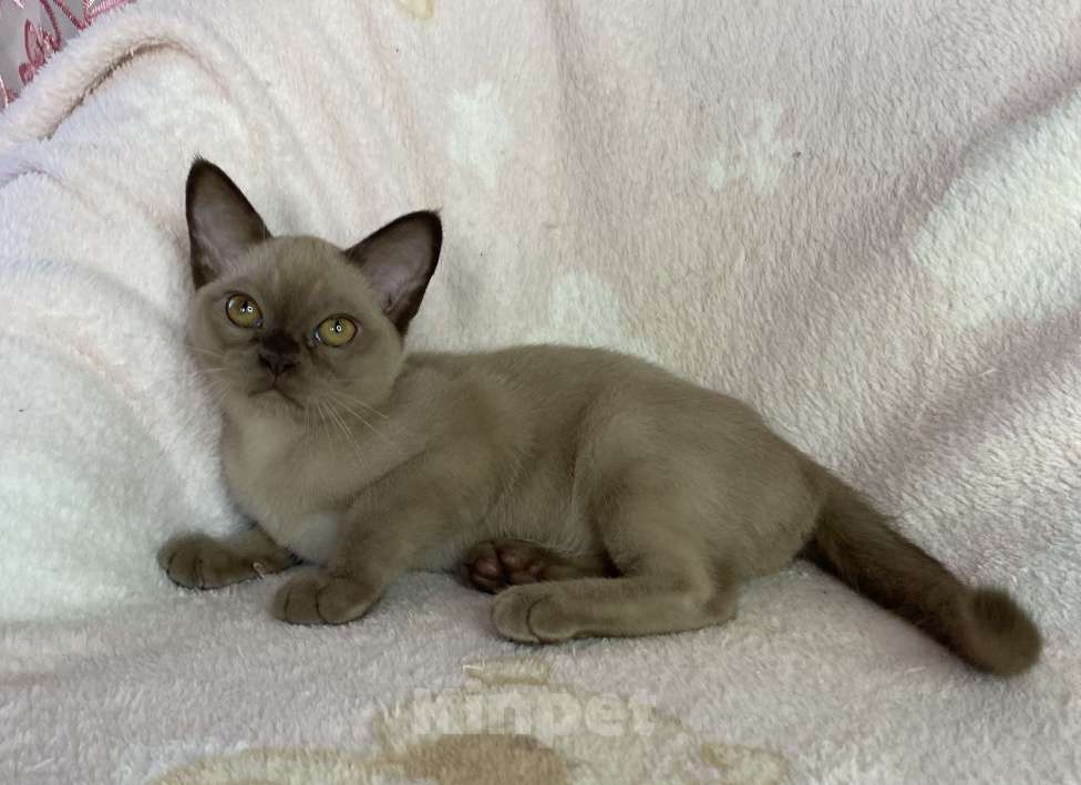 Кошки в Дмитрове: Шоколадная бурманская девочка Bell Девочка, 35 000 руб. - фото 6