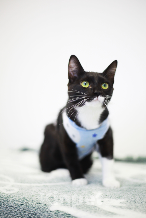 Кошки в Санкт-Петербурге: Котёнок Блэкки Девочка, 1 руб. - фото 2