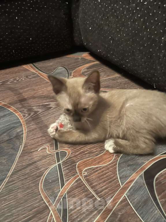 Кошки в Москве: Котёнок Европейской бурмы Девочка, 10 000 руб. - фото 1