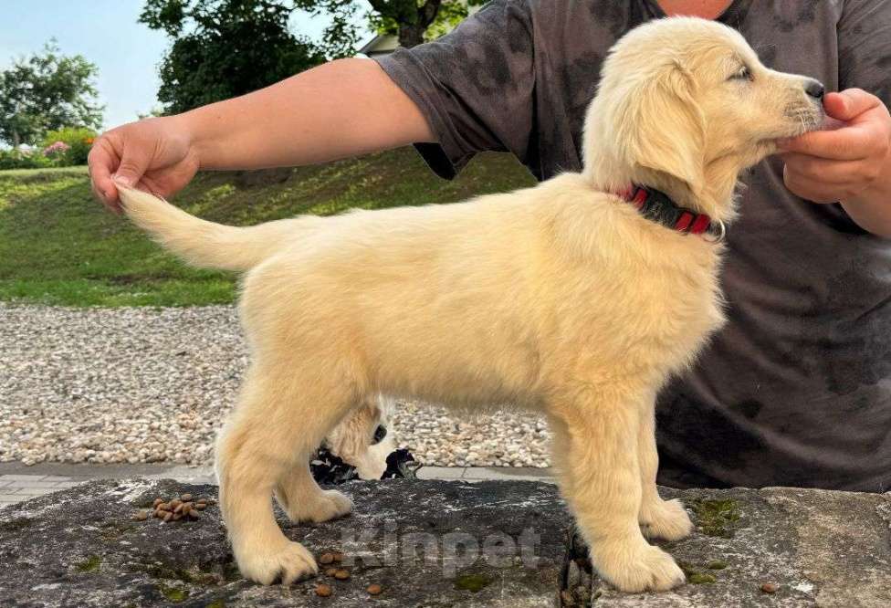 Собаки в других городах Тверской области: Щенки золотистого ретривера (возможна доставка по городу Тверь ) Мальчик, 80 000 руб. - фото 5