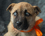Собаки в Подольске: Маленькому Алмазу нужен дом  Мальчик, Бесплатно - фото 1