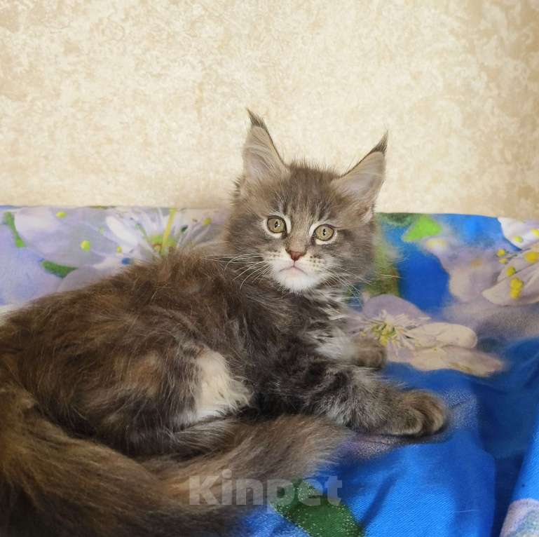 Кошки в Москве: Котёнок Мейн-Кун из питомника Девочка Девочка, 55 000 руб. - фото 6