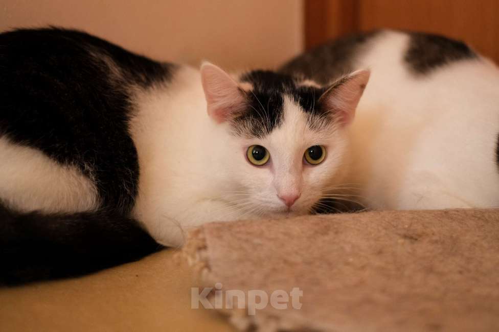 Кошки в Санкт-Петербурге: Лунтик из приюта в добрые руки Мальчик, Бесплатно - фото 7