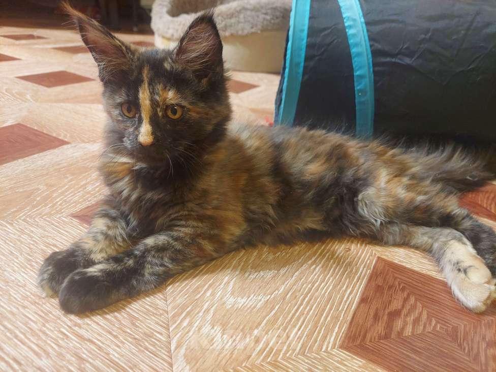 Кошки в Санкт-Петербурге: мейн-кун котёнок Девочка, 20 000 руб. - фото 6