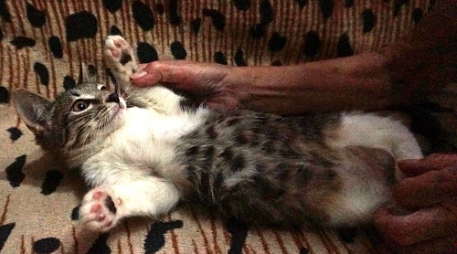 Одам котят в добрые руки
