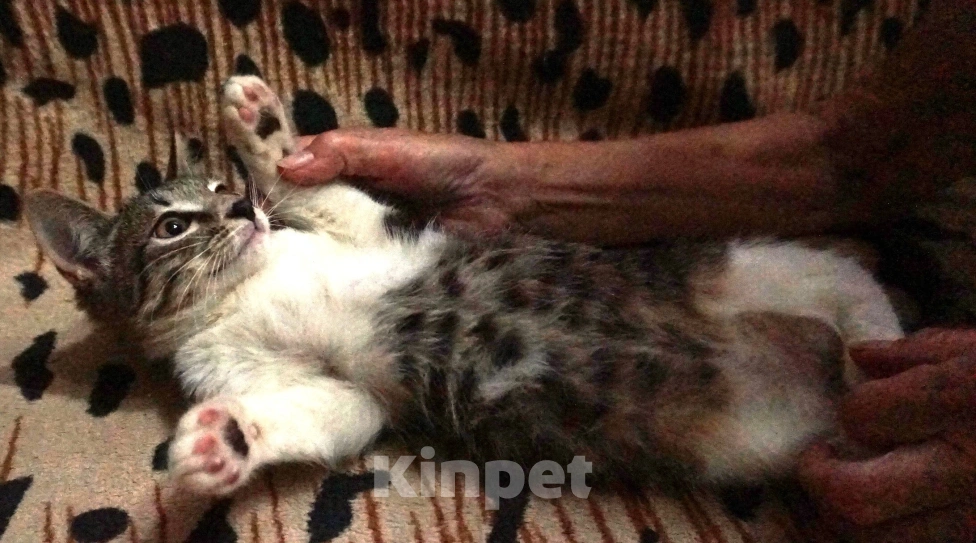 Кошки в Энгельс: Одам котят в добрые руки Мальчик, Бесплатно - фото 1