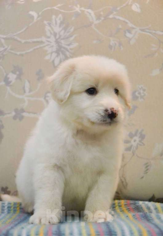 Собаки в Москве: Белая Швейцарская Овчарка щенок  Мальчик, 5 000 руб. - фото 7