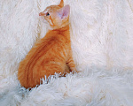 Кошки в Санкт-Петербурге: Рыжее солнышко ищет дом Девочка, 200 руб. - фото 6
