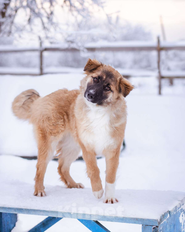 Собаки в Москве: Небольшая собачка чуть ниже колена. Девочка, Бесплатно - фото 1