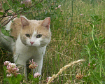 Кошки в Бирске: пропал кот Мальчик, 1 000 руб. - фото 3