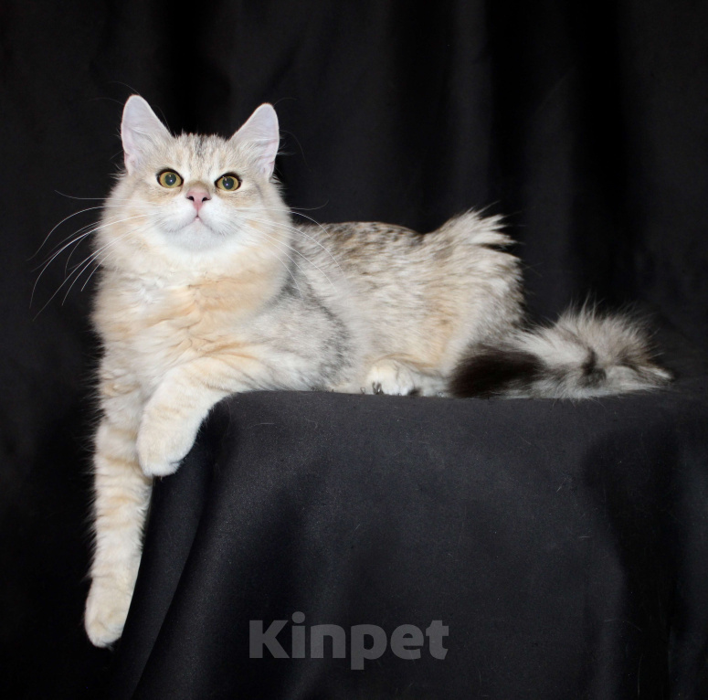 Кошки в Тюмени: Сибирский котёнок Мальчик, 15 000 руб. - фото 4