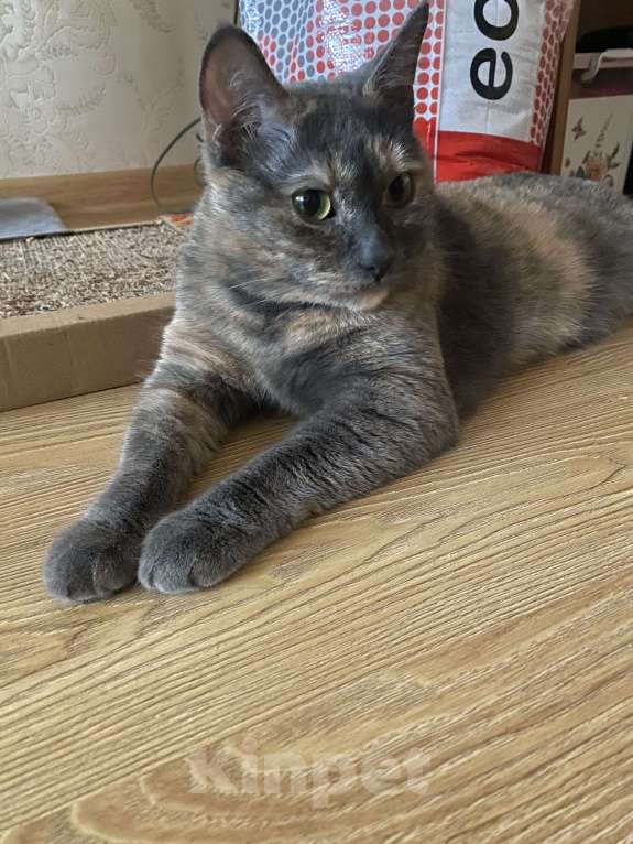 Кошки в Реутове: Взрослая кошка в добрые руки Девочка, Бесплатно - фото 5