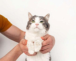 Кошки в Москве: Шикарный сладкий котик Баунти в добрые руки Мальчик, Бесплатно - фото 9