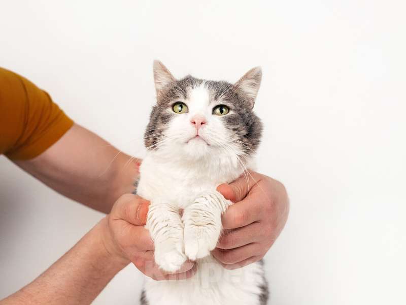 Кошки в Москве: Шикарный сладкий котик Баунти в добрые руки Мальчик, Бесплатно - фото 9